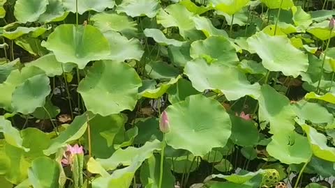 The lotus flower that has just leaked its sharp corners is budding