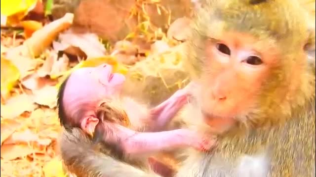 009 Baby monkey tantrums, beatings, injury, steal food out of mouth-MonkeyAnimals