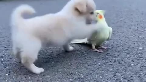 Baby Dog||Cute||parrot||#shortvideo