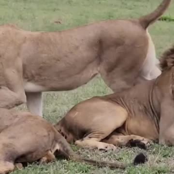 Watch this incredible lion behavior that !