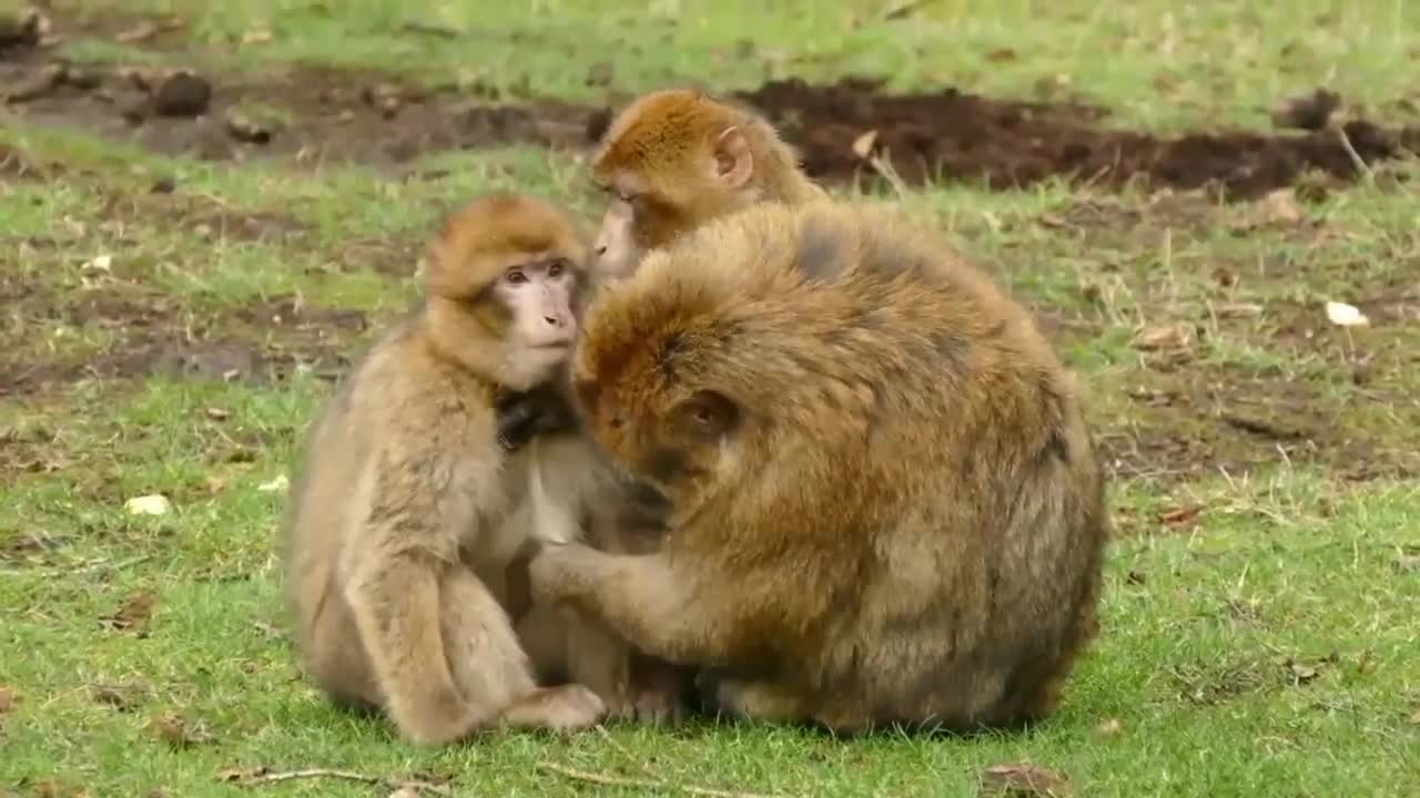 Interesting monkey