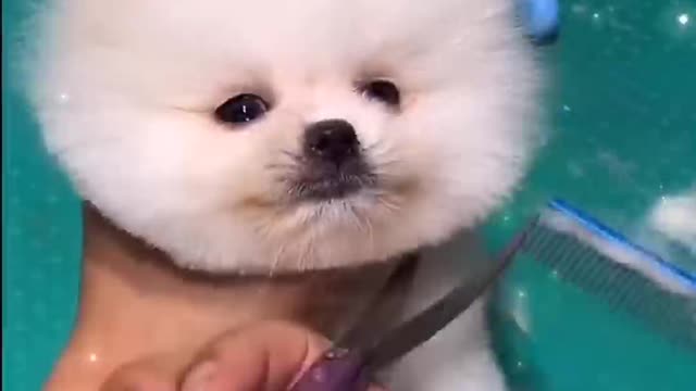 Unbelievable Mini Pomeranian | Funny and Cute Pomeranian Videos