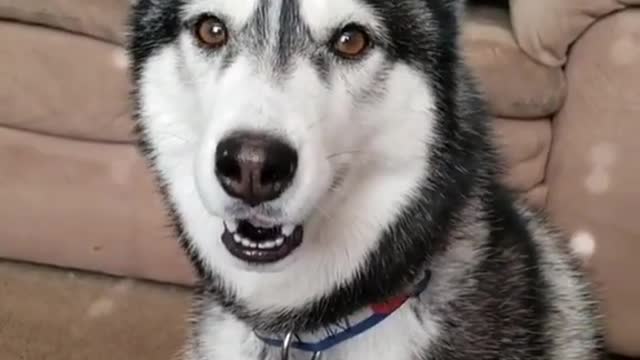 Siberian Husky saying I love you