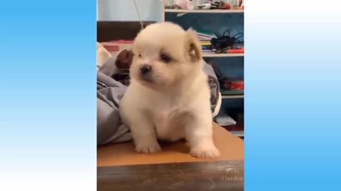 Watch these cute but also confused scared, bored little pets, SO FUNNY!