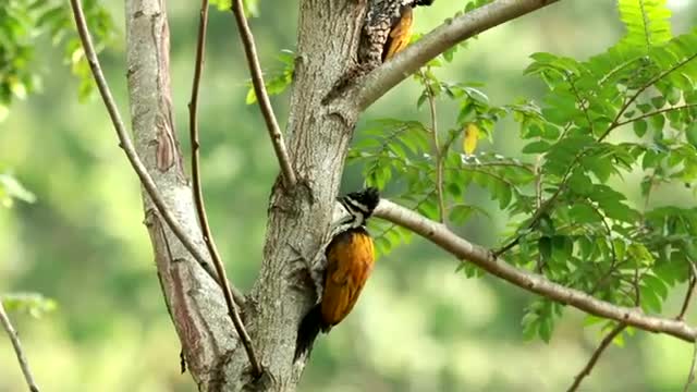 woodpecker birds