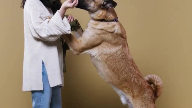 Dog Potty Training | Puppy Potty Training | Cute Dog Train | Puppy potty training