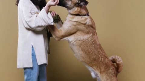 Dog Potty Training | Puppy Potty Training | Cute Dog Train | Puppy potty training
