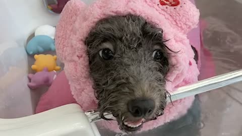 Shampooing baby dog; so cute!