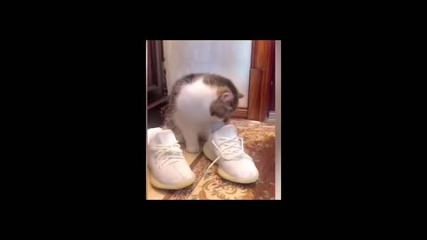 Funny cat smelling shoes and making bad faces sooooo funny video