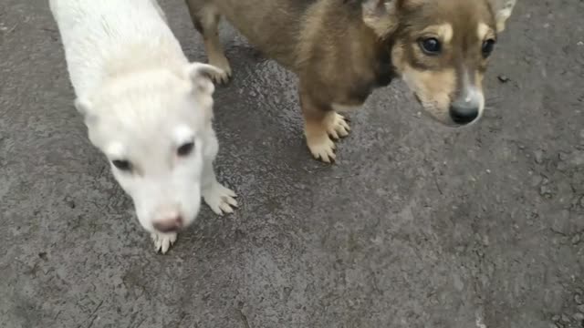 Family of three puppies kind and sweet.