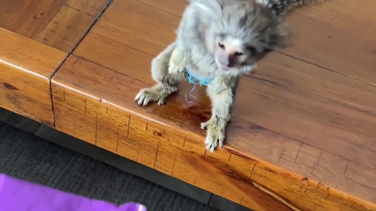 Marmoset Tries to Get Away with a Whole Pack of Gummies