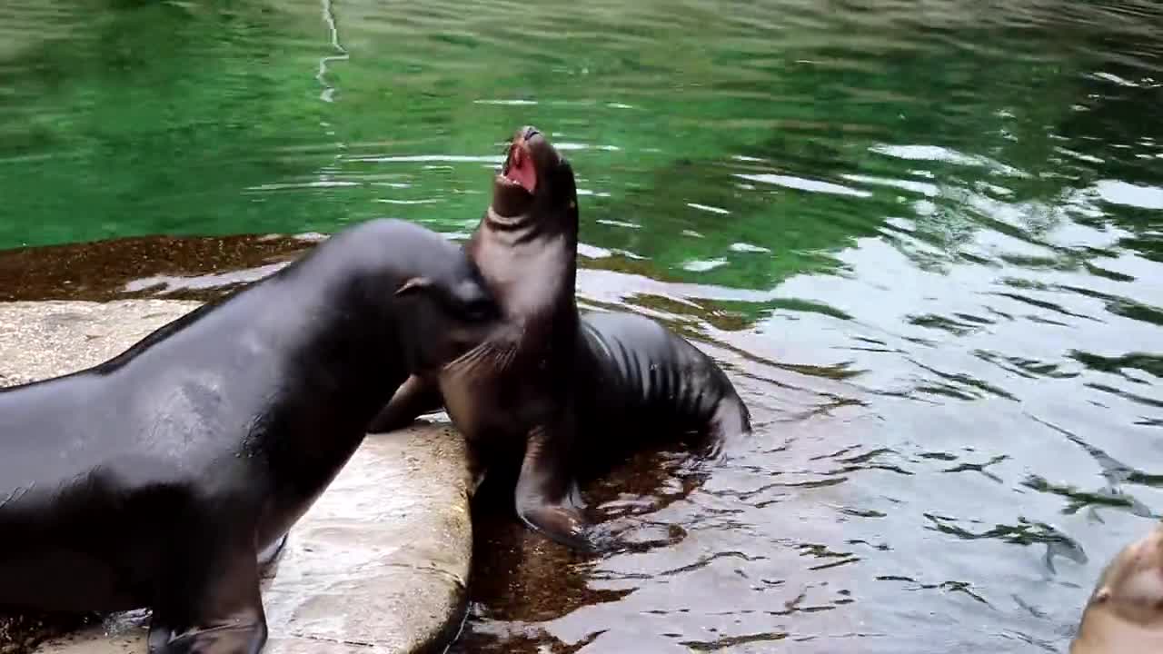 funny animal videos 2022