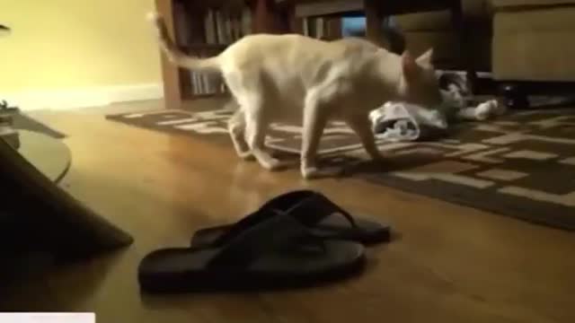 - CAT CRAZY FUNNY VIDEO -