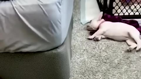 Funny animal video of the day