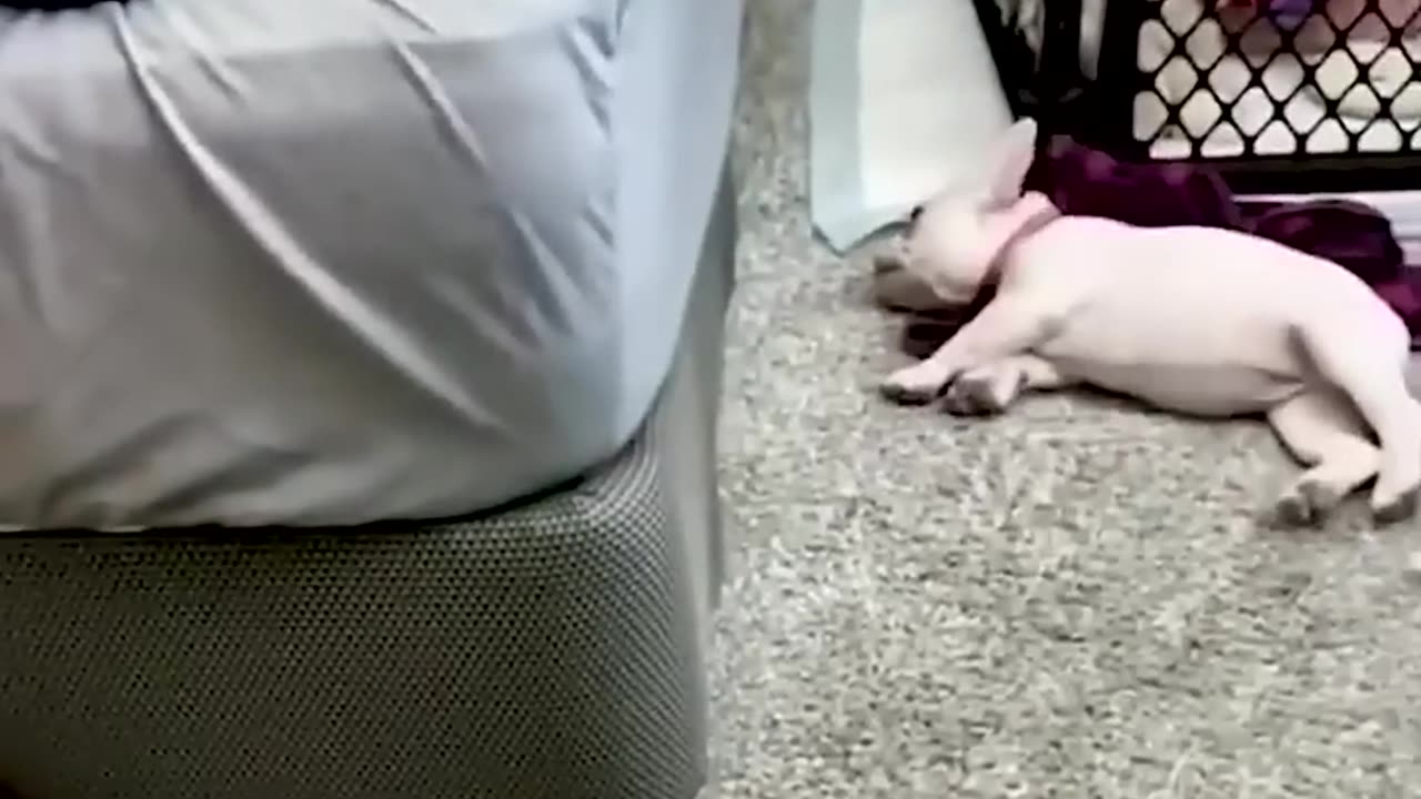 Funny animal video of the day