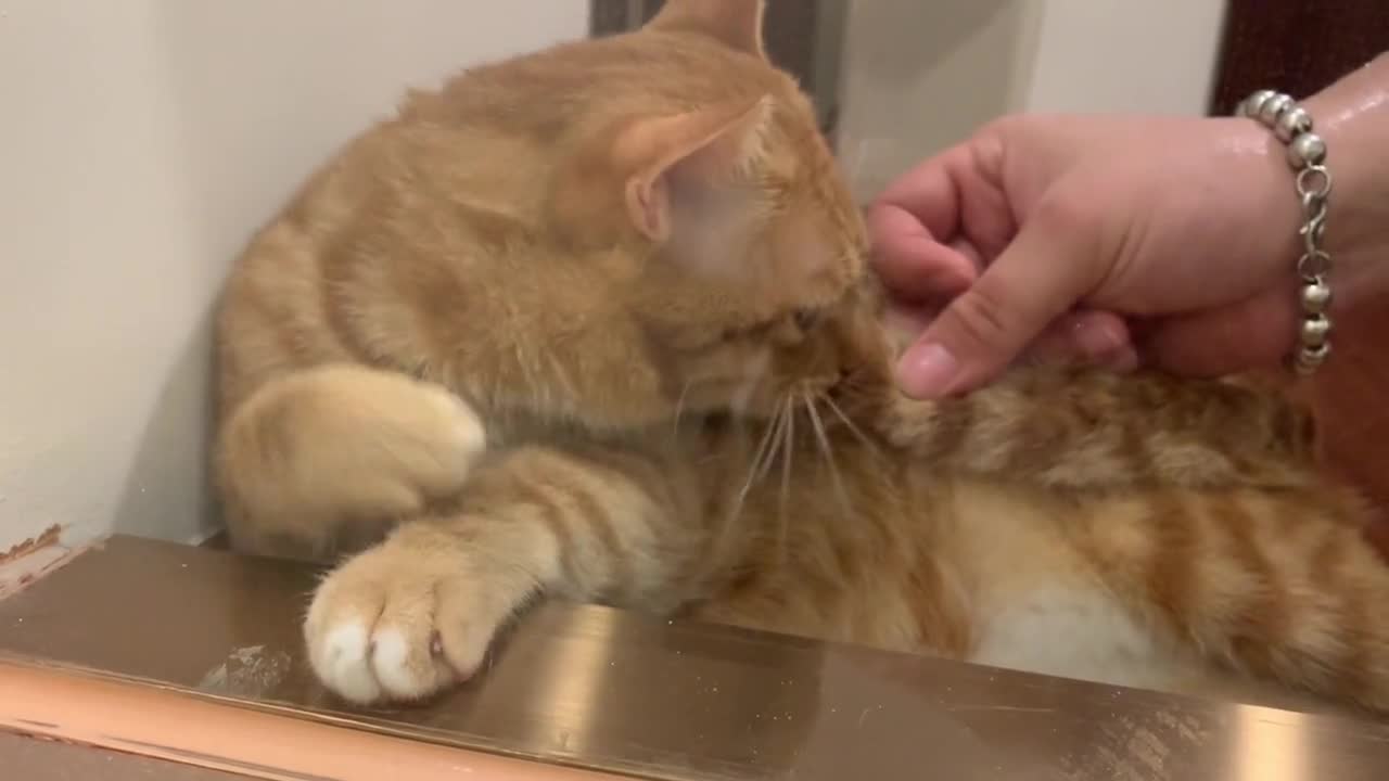 Have you ever seen an orange cat sucking on her tail as a pacifier?