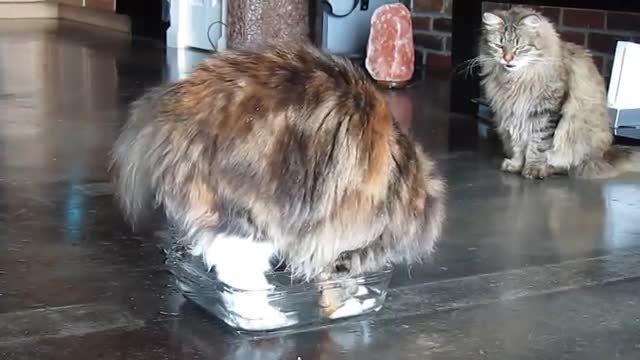 Siberian Cat Plays in Water