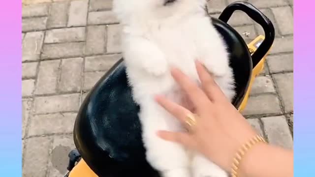Cute and Funny Dog Videos Compilation