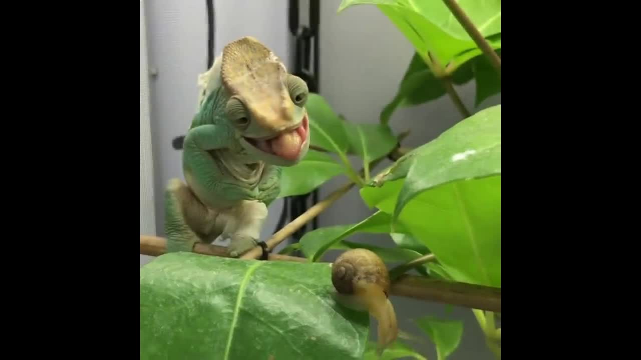 Amazing Yellow lip Parson’s Chameleon Eats a Snail.