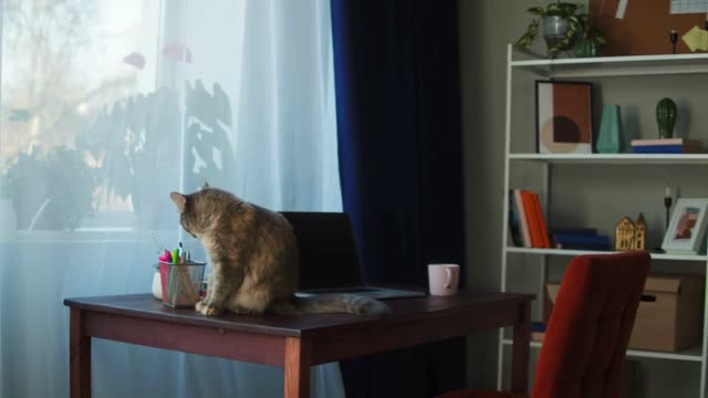 Cat sitting on desk in living room. Domestic animal at home