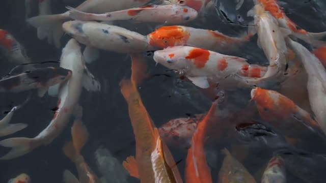 A group of beautiful, colorful, wonderful fish. They are really beautiful