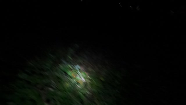 Testing out the new headtorch in the woods