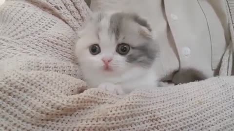 Video of fluffy kitten, short legged cat.
