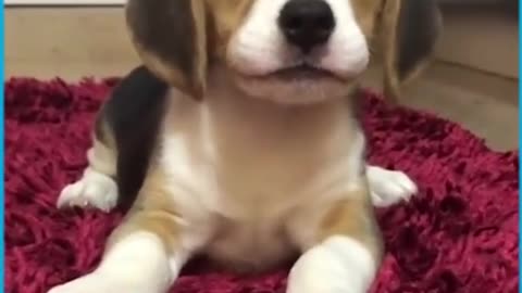 Cute puppies howling for the first time!