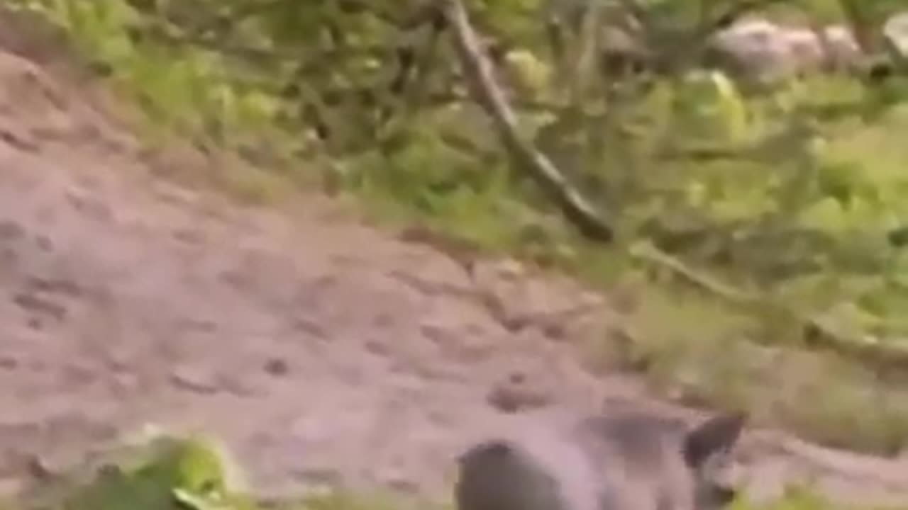 Epic Wild Animal Fights