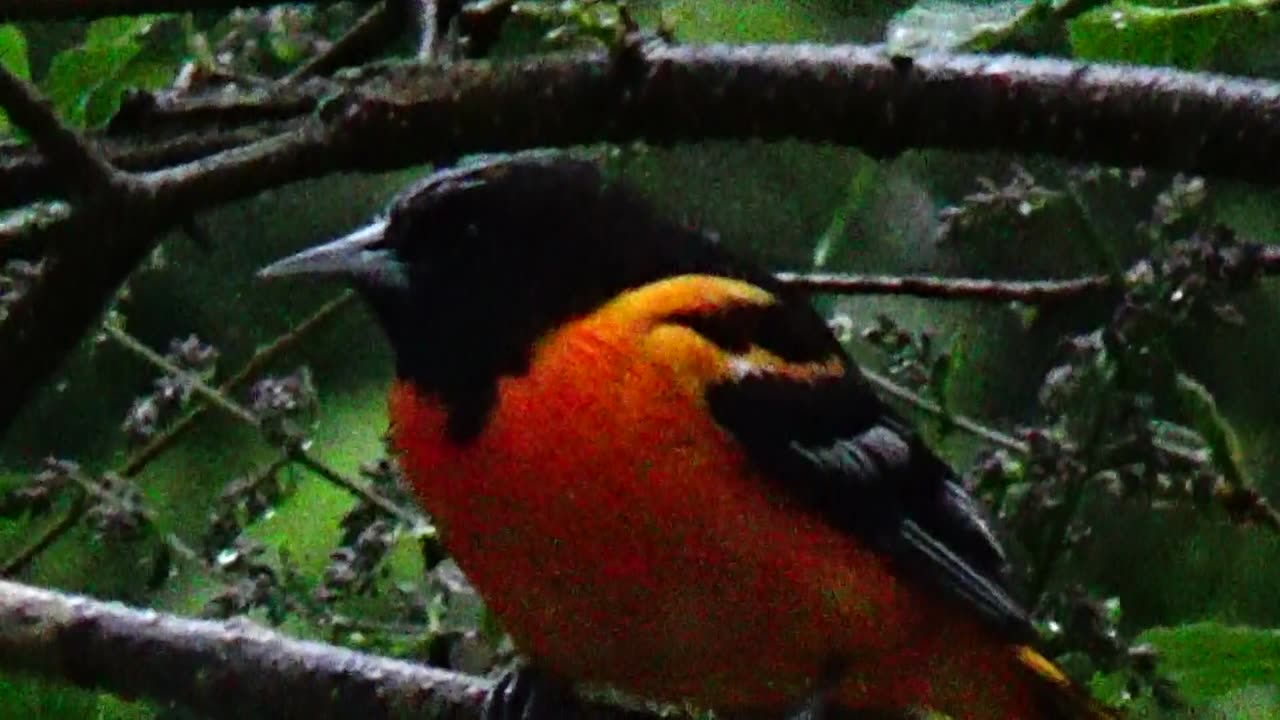 Oriole