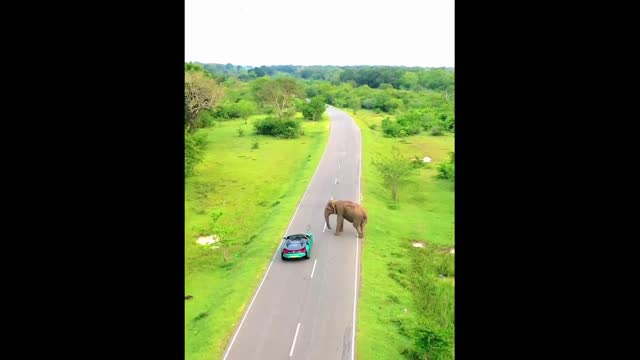 Massive elephant greets drivers on the road in Sri Lanka