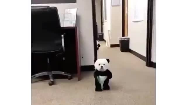 Dogs Dressed Like Pandas