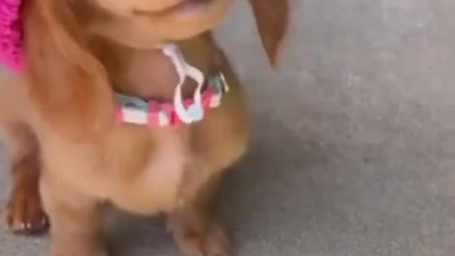 Cute and Funny DOG