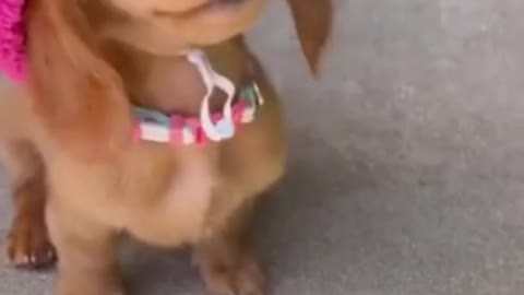 Cute and Funny DOG