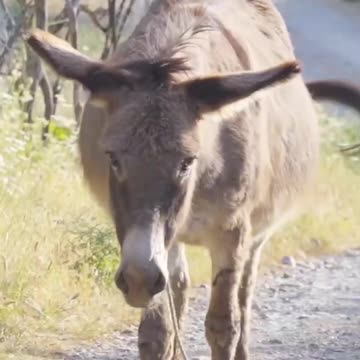 Animal Transformation Growing Up Before & After | Donkey, Turtle & Deer #shortsvideoviral
