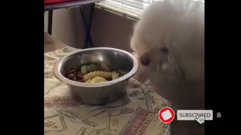 This funny animal video will make your day 😂😂😂😂😂😂😂😂😂