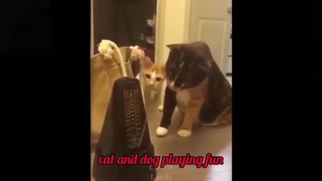 CAT AND DOG PLAYING FUN