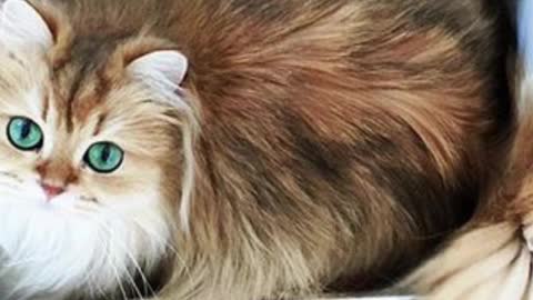 10 Most Beautiful Cats Of The World.