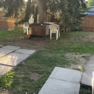 A magpie bird crying for help from a cat