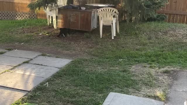 A magpie bird crying for help from a cat