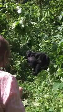 Mountain Gorillas_ Its nature