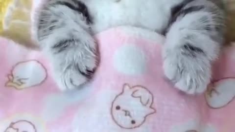 Sweet dreams ,cute kitten is sleeping ,dont wake her up