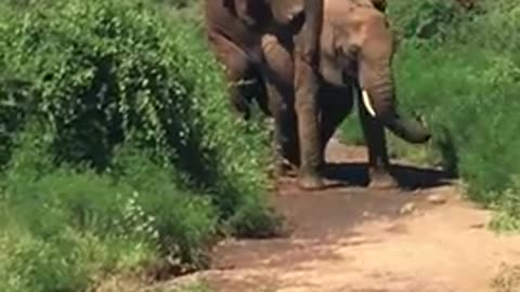 Archimedes mating with a young female