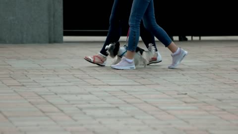 Two girls walking with little hairy dog