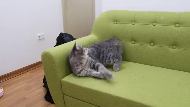 Cat 🐈😸