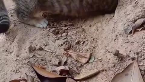 Cute and Funny Dog Videos