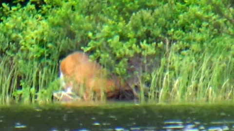 White-tailed deer