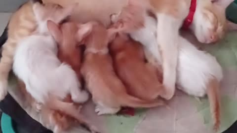 Kittens Scrambling For The Milk