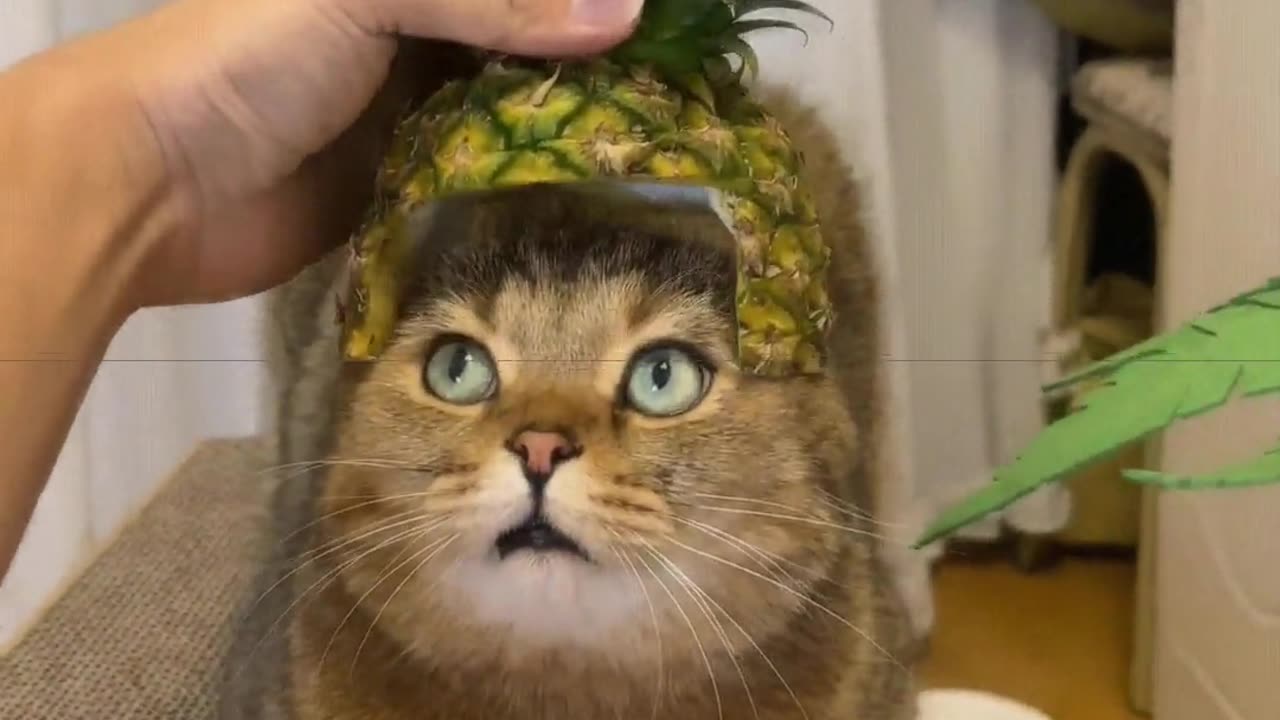 Put on the hat and you're no longer an ordinary cat.