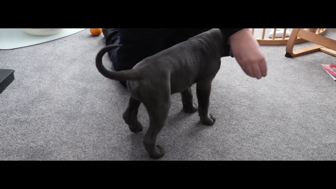 CANE CORSO PUPPY! First Week At Home!